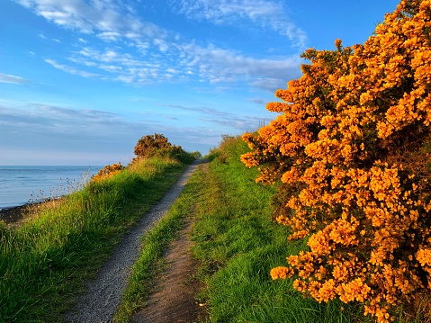 A single pathway next to the north sea at Greyhope Bay on a blue sky day with flowering gorse bushes.