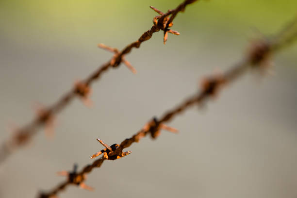 istock Closeup shot of rusty thorny 1455033384