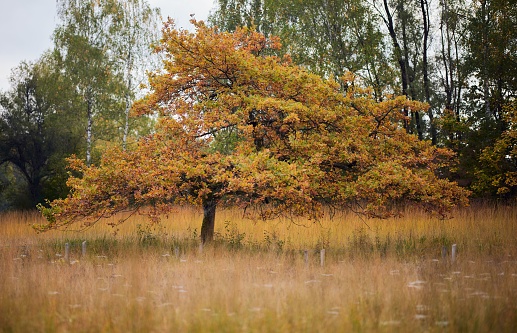 A scenic shot of a yellow oak tree growing in a field in a national park