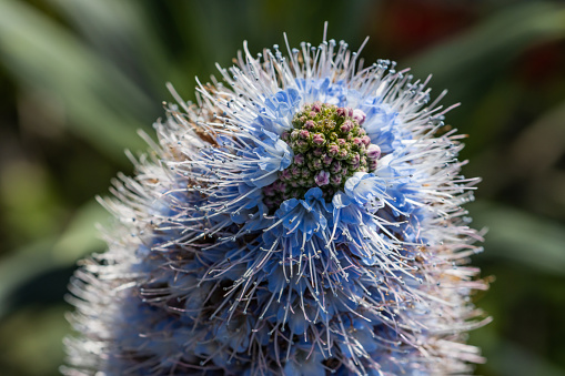 Tajinaste azul de Gran Canaria (Echium callithyrsum), macro detail of the flower, selective focus on the petals.