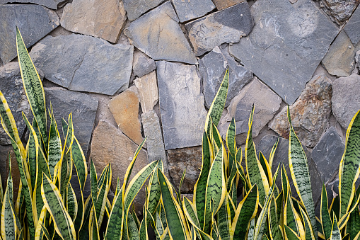 Sansevieria snake plant leaves against rocky wall, copy space.