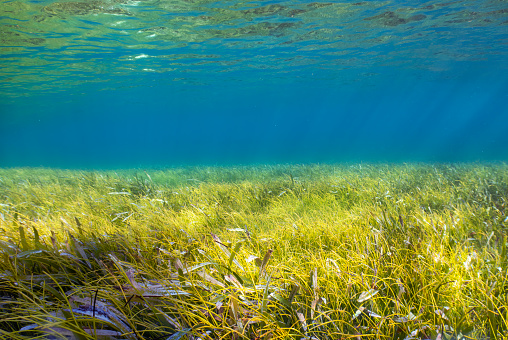 A vast expanse of sea grass near South Bimini, Bahamas
