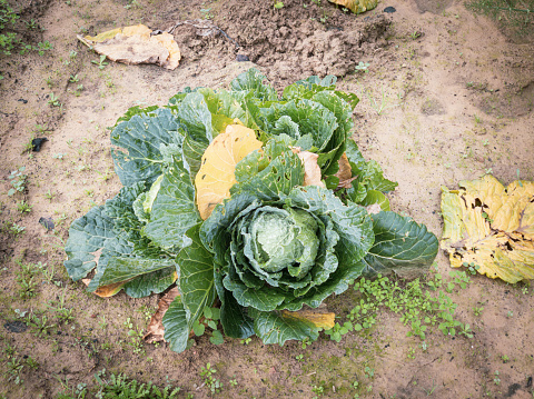Isolated large cabbage growing in fertile soil. Winter, Italy