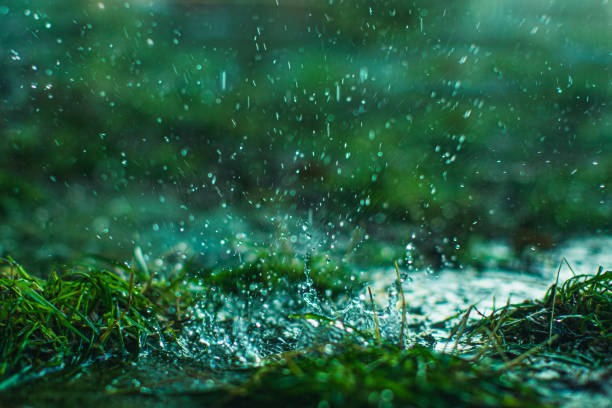 chuva cai - grass meadow textured close up - fotografias e filmes do acervo