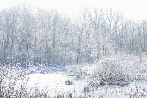 istock Forest and Meadow Covered Winter Snow 1455035763