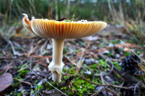 Closeup of toadstool fungus among forest heather bushes during autumn in Poland