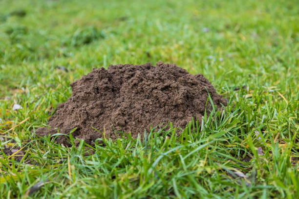 istock A mound of dirt - a mole from a mole in the green grass. 1455036229