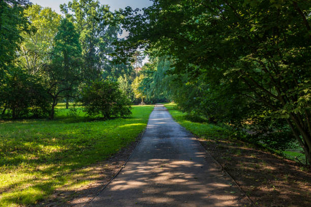 istock Footpath in the park among the green trees. 1455036379