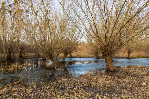 Salix caprea - willow grove. Several willows grow in the meadow and their image is reflected in the water.