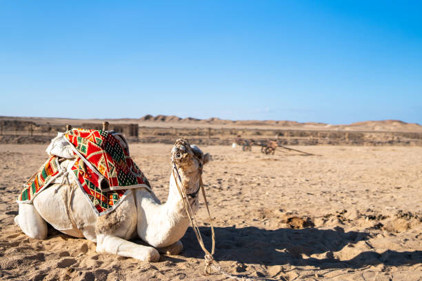 istock bedouin camp camels in marsa alam egypt 1455038511