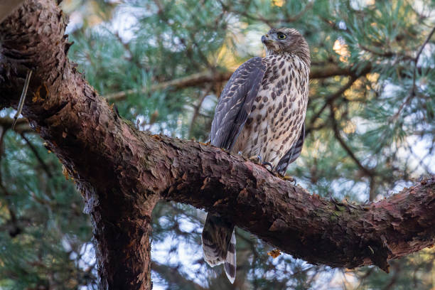 istock Juvenile northern goshawk (Accipiter gentilis) in a pine tree 1455039747