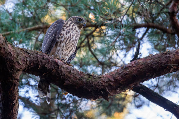 istock Juvenile northern goshawk (Accipiter gentilis) in a pine tree 1455039777