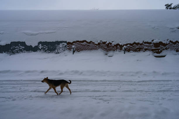 séjour promenades de chiens - snow dog walking running photos et images de collection