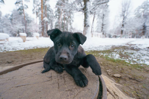 Funny homeless puppy in winter forest