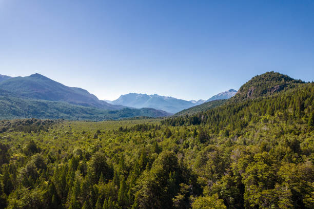 istock Aerial view of forested mountains 1455039882