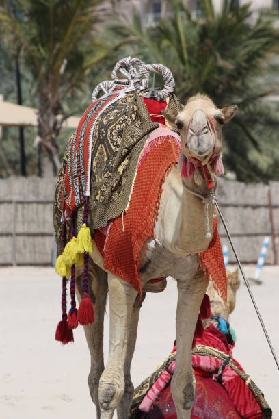 istock colorful camel on the coast of UAE 1455039935