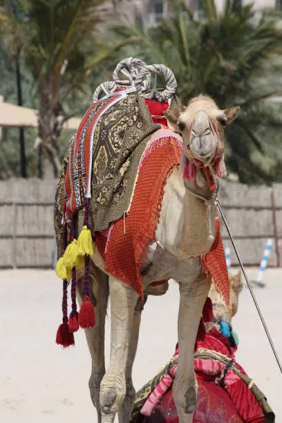 colorful camel on the coast of UAE