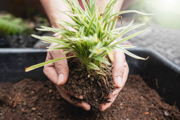 istock Sustainability concept, planting trees for hobby and relaxation, hand holding a sapling to plant in the ground. 1455040412