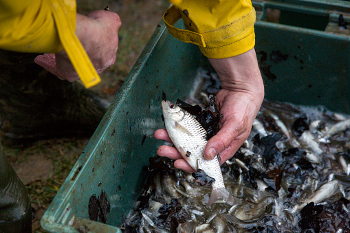 It's fishing day in a pond in La Bresse. The fishermen sort the fish on the sorting table just after they come out of the water.