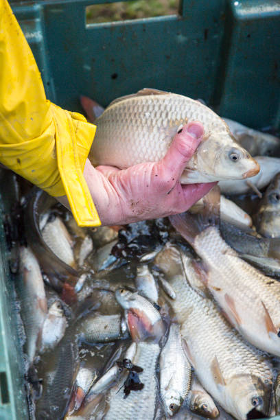 istock pond fishing - Carp 1455041516