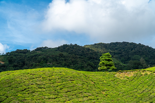 Single tree on the green tea garden mountain with forest and blue sky background. Landscape tea plantation of Cameron Highlands in Malaysia.