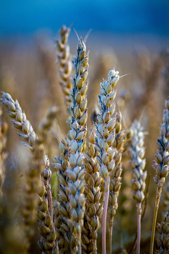 the Khorasan wheat or Oriental wheat, commercially known as Kamut, is a tetraploid wheat species.