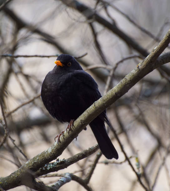 istock Close up of bird perching on branch 1455042575