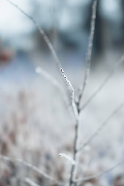 istock Selective focus of dried grass covered with frost in winter 1455042782