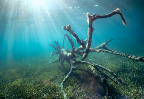 Free Stock Photo of Trees Submerged in Water | Download Free Images and ...