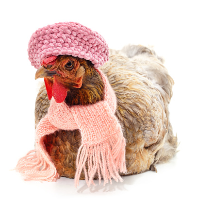 Chicken in pink beret and scarf isolated on a white background.