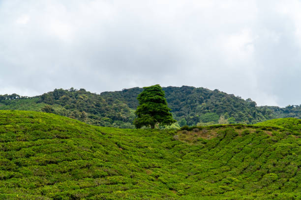 istock Single tree on the green tea garden mountain with forest and cloudy sky background. Landscape tea plantation of Cameron Highlands in Malaysia. 1455044277