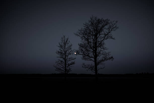 The silhouettes of trees on a dark sky background at night