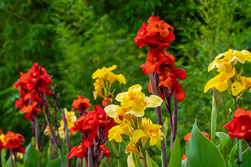 Yellow flower with red spots called Canna Yellow King Humbert and red flower called Red Velvet cannas lily growing in the garden. Beautiful foliage and blooms.