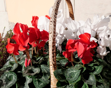 Red and white cyclamen in a basket