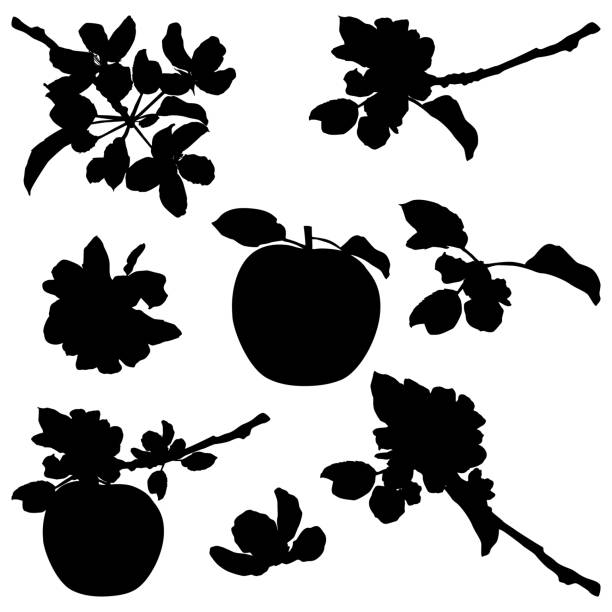 illustrations, cliparts, dessins animés et icônes de silhouettes noires de fleurs de pommier. rameaux d’arbres fruitiers avec fleurs, illustration vectorielle - orchard flower apple tree tree