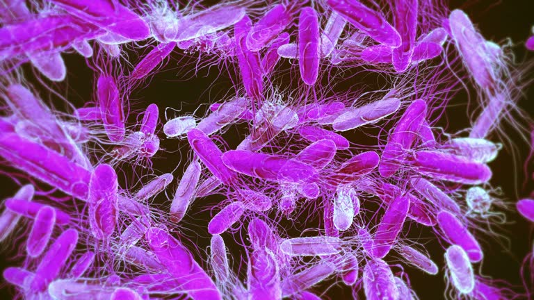 Shigella Bacteria