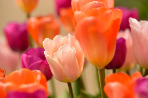 Close up of a mixed flower bed of apricot, orange and purple colour tulips