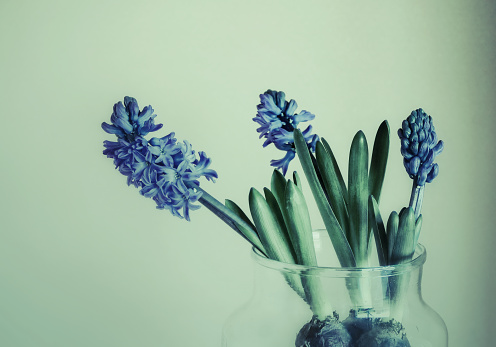 Close-up of a blooming hyacinths in a glass vase.