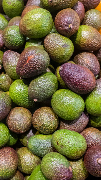 istock avocado background. avocado close-up on the supermarket shelf 1455051257