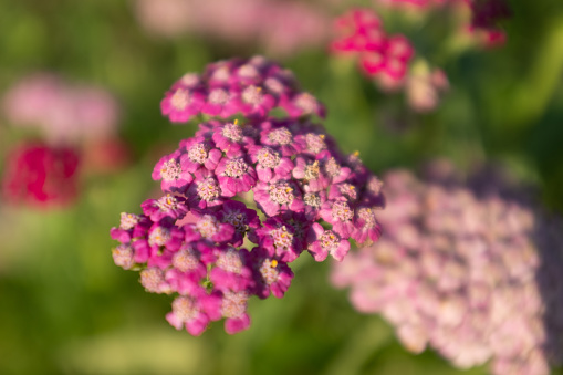 Pink yarrow flowers, selective focus. A bloom yarrow for publication, poster, calendar, post, screensaver, wallpaper, postcard, banner, cover, website. High quality photography