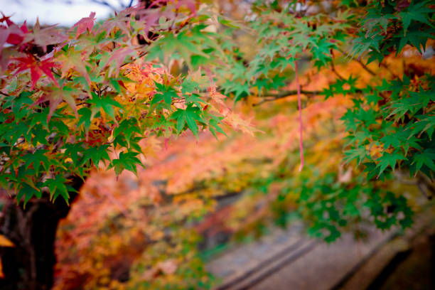 The color change of maple leaves creates different layers.