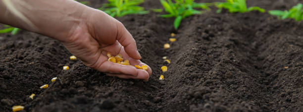 istock Sow the seeds in the garden into the soil. Selective focus. 1455051435