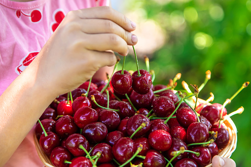 Natural light photo of fresh organic cherries at a farmers market