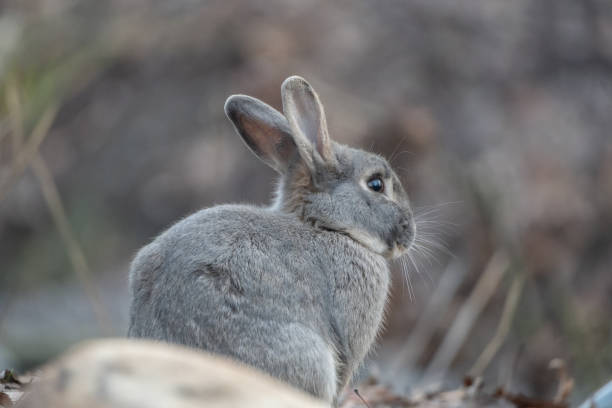 istock Cute rabbit enjoying the nature. 1455051685