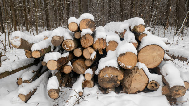 istock stack of sawn round firewood. background of tree trunks 1455052291