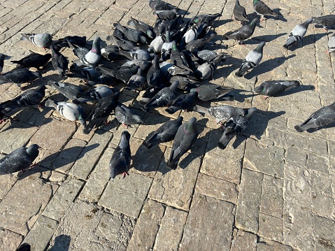 mansion square pigeons