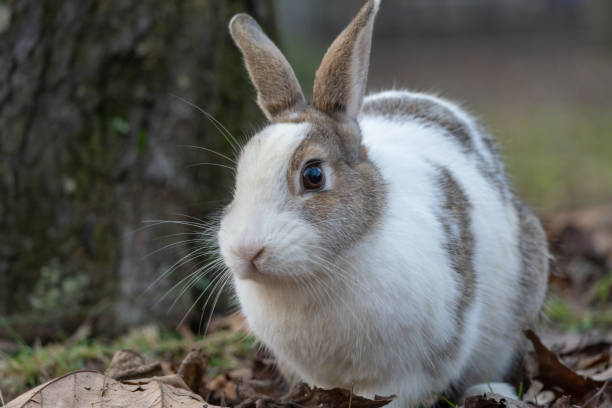 istock Cute rabbit enjoying the nature. 1455052319