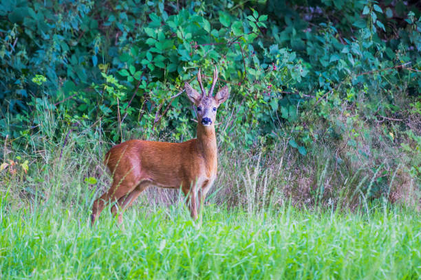 istock Male roe deer (Capreolus capreolus) in a meadow in Baaarn (the Netherlands) 1455052343