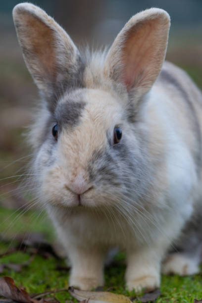 istock Cute rabbit enjoying the nature. 1455052354