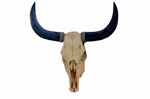 Bull skull with horns isolate on white background.